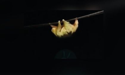 Imagen de  Acciones y recomendaciones para proteger la vida de los perezosos en la vía La Unión-La Ceja