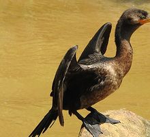 Cormorán Neotropical