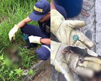 Imagen de  Zarigüeya murió tras ser atropellada en San Rafael: los bomberos rescataron a su cría