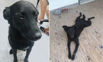 Dejan libre a hombre capturado por acuchillar a un perrito en Cali