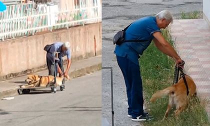 Anciano pasea a su perro discapacitado y se convierte en ejemplo de vida