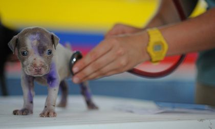 Desparasitación y vacunación de mascotas gratuita en Jamundí