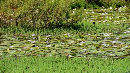 Imagen de  ”Humedales para el Bienestar”: así será la celebración de la Semana Ambiental en Rionegro