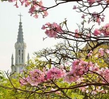 Guayacanes tiñen de colores a Cali