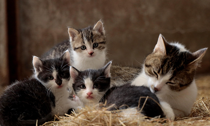 Los gatos tienen un idioma propio que pocos saben interpretar