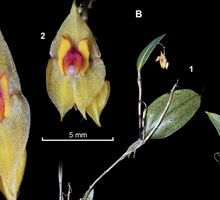 Descubren nueva especie de orquídea