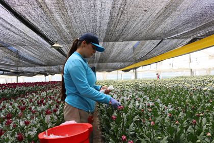 Imagen de  Concluye con éxito el proyecto ‘Vamos Tejiendo’, impulsando la equidad de género en el Oriente
