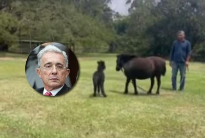 Imagen de  Ya hay fecha para la rifa de “don Simón”, el potrillo de los nietos del expresidente Uribe