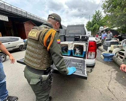 Imagen de Policía rescató 64 animales en condiciones de maltrato en la Plaza Minorista de Medellín