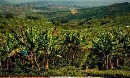 Avalúos catastrales rurales en el Valle a revisión