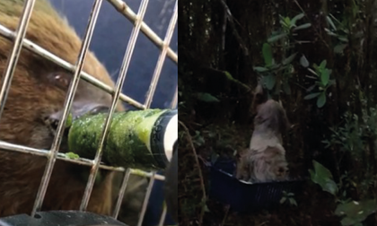 Imagen de Liberan a un oso perezoso que fue encontrado en la vía La Ceja – La Unión