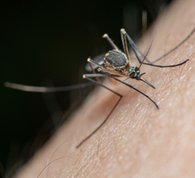 Cómo defendernos de los mosquitos: qué funciona y qué no contra la plaga veraniega