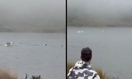 Polémica por hombre que dejó que su perro persiguiera patos silvestres en el Páramo de Sumapaz