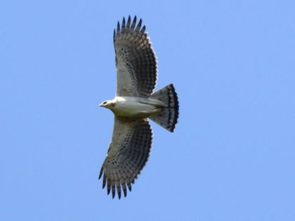 Imagen de Histórico registro: cuatro águilas crestadas de montaña fueron avistadas en reservas naturales de Medellín