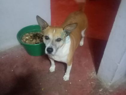 Imagen de Ella es Kira, la perrita asesinada en El Carmen de Viboral: ya había sido rescatada del maltrato
