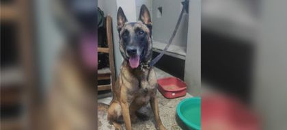 Imagen de  Telmo, perro antiexplosivos de la Policía, no murió en Amalfi. Fue regresado a las autoridades