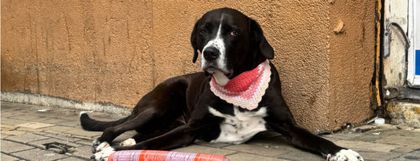 Imagen de  ¿Se lo robó o no? La verdadera historia de Lucy, la perrita viral del salchichón en el D1