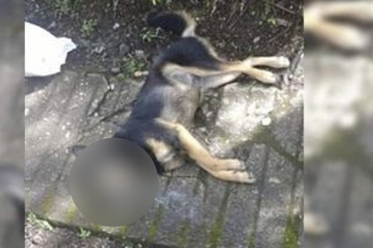 Imagen de  Preocupación por presunto envenenamiento de perros en zona rural de La Ceja