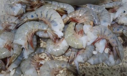 Veda del camarón irá hasta el 15 de marzo