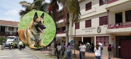 Imagen de  “Los animales están bajo custodia y reciben atención”, aclara la Alcaldía de Marinilla tras protestas