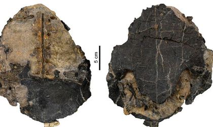 Tortuga fósil estuvo olvidada por 60 años en el Museo de Historia Natural de Suiza