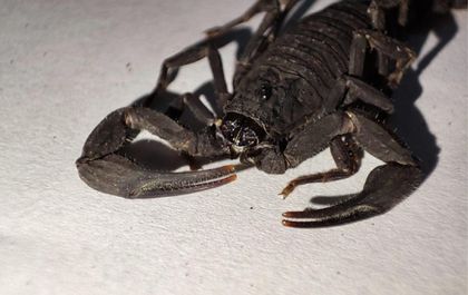 Imagen de Regresarán a su hábitat natural los 161 escorpiones que fueron incautados en Sonsón