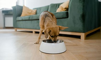 Cómo saber si a mi perro le gusta o no su comida: recomendaciones y consejos