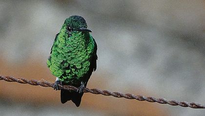 Esmeralda Occidental