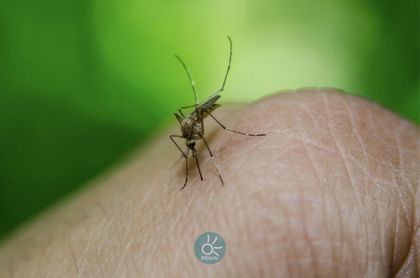 Imagen de MinSalud alerta por aumento de brote de dengue: 44 personas han fallecido en Colombia