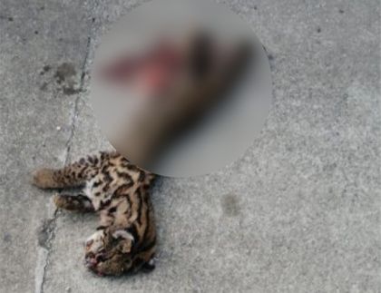 Imagen de  ¡Cuidado con la fauna silvestre! Tigrillo fue atropellado en la vía Medellín-Bogotá