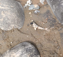 Toman medidas por mortandad de peces en río Ovejas en Suárez