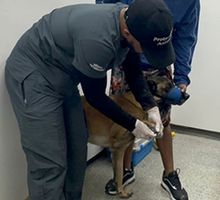 Perro también fue víctima del atentado con artefactos explosivos en Mariano Ramos