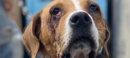 Imagen de Falleció Ángel, el perro que inspiró la ley contra el maltrato animal en Colombia