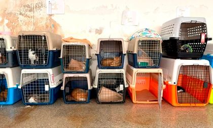 Centro de Bienestar Animal de Cali entra en cuarentena preventiva: estas son las restricciones para nuevos ingresos
