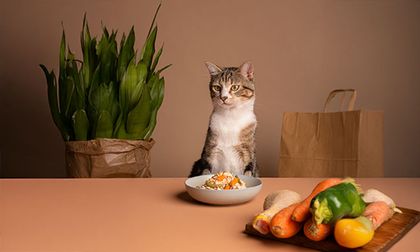 Mi gato no quiere comer: señales de alerta
