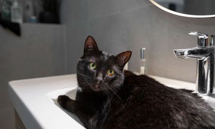 ¿Tu gato entra contigo cuando vas al baño? Descubre la razón