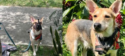 Imagen de “Tomy”, perrito abandonado con una nota en Medellín ya está en La Perla. Buscan quien lo adopte