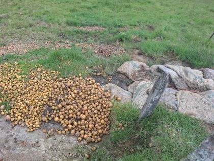 Imagen de Campesinos de La Unión están preocupados por el precio de la papa criolla: reportan pérdidas del 50 %