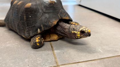 Imagen de Maltrato y tráfico ilegal: tortugas morrocoy llegaron en delicadas condiciones al CAVR del Valle de Aburrá