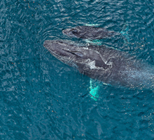 Encuentran cuerpo sin vida de ballena en el Pacífico