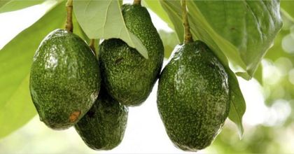 Imagen de  Cultivadores de aguacate del Oriente Antioqueño fueron víctimas de millonaria estafa