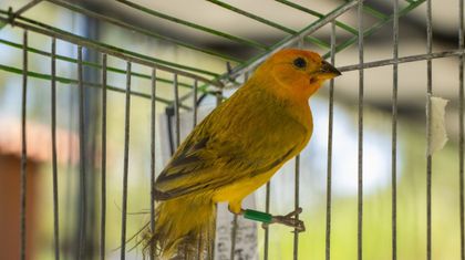 Imagen de  Rescataron seis canarios silvestres que estaban en cautiverio en San Rafael