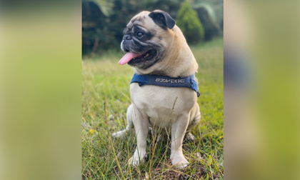 Imagen de  Su mascota no tiene por qué sufrir en la cuarentena; siga este paso a paso