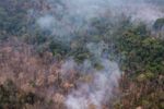 Imagen de La tala continuada y el calentamiento global podrían convertir la Amazonía en una sabana