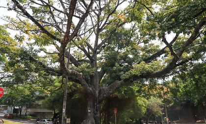 Cali es ratificada como Ciudad Árbol del Mundo