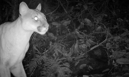 Pumas, tigrillos y zorros, imágenes de fauna que registran cámaras en el Valle