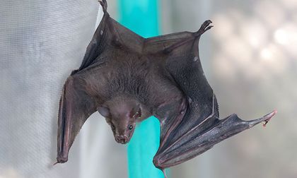 Murciélagos en Cali: Dagma confirma 18 especies y pide protegerlos