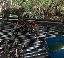 Rescatan ocelotes en Jamundí que eran mantenidos en cautiverio dentro de un establo