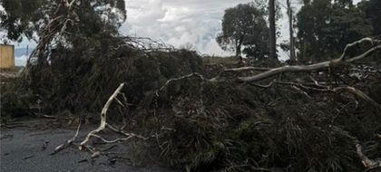 Imagen de Caída de árbol genera fuerte congestión en la vía Las Palmas