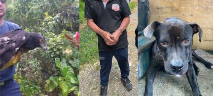 Imagen de Maltrato animal en el Oriente: un águila fue herida con disparos y un hombre fue capturado por agredir a un perrito